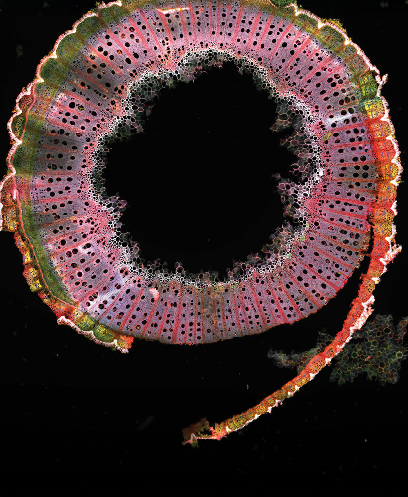 Plant 9 for our Spätlese