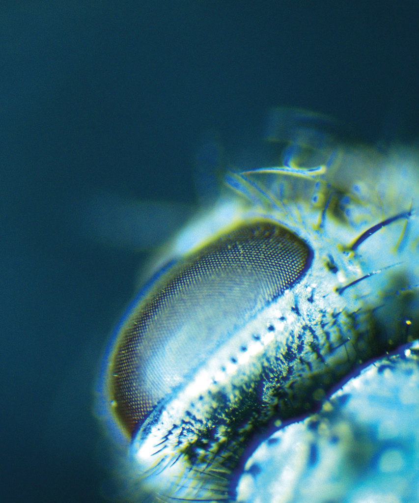 Bluebottle Fly’s Eye thumbnail