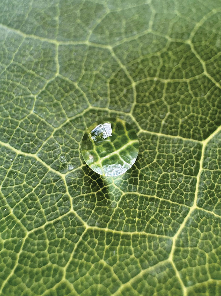 Raindrop on a leaf thumbnail