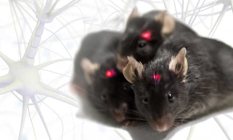 Optogenetics: Controlling Neurons with Photons
