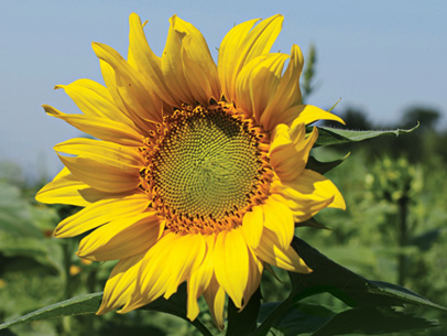 UV Color: Flower Power