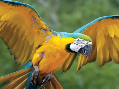 macaw photo