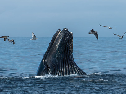 whale surrounded by seagulls