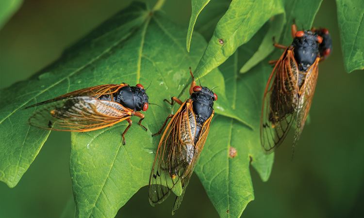 Cicadas on a leaf