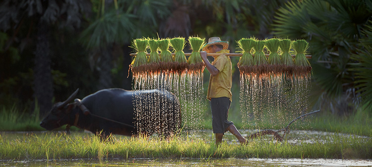 The Growth of Agriphotonics