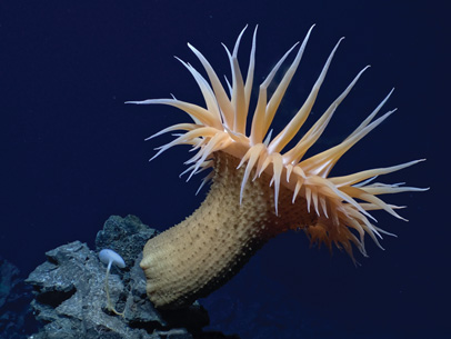 Seeing What’s Up Down Below