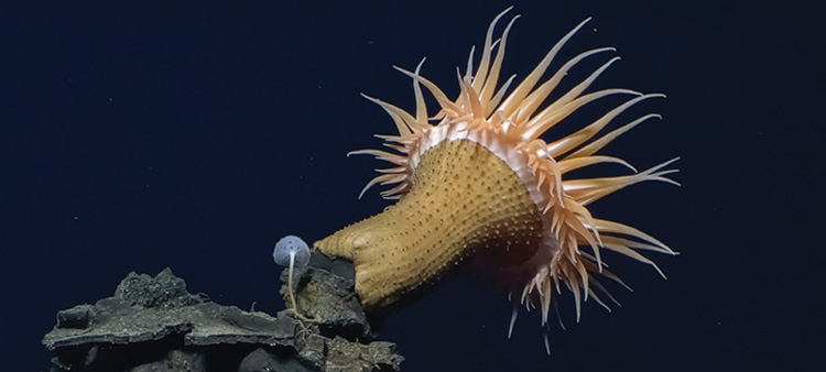 Seeing What’s Up Down Below