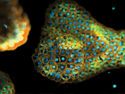 From the Lab to a Startup