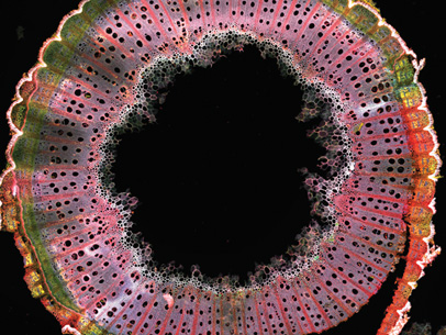 A cut of vine wood, which is used in the production of Spätlese