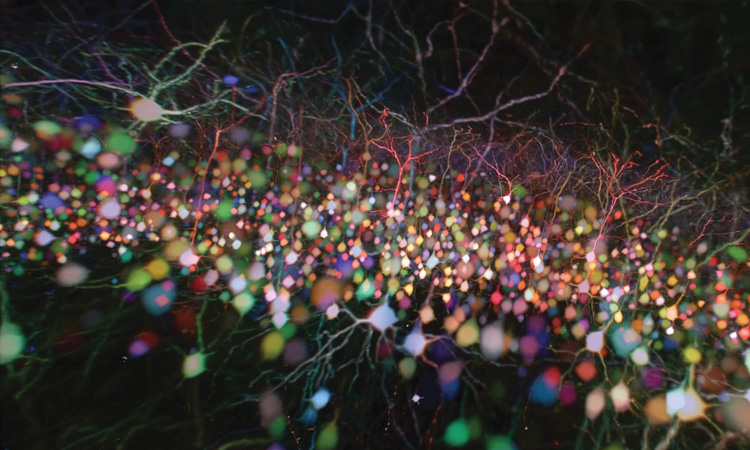 Neurons on mouse cortex