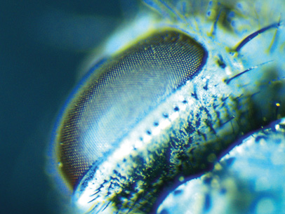Naturally focused undulations on the back of a glass disk are illuminated by an LED