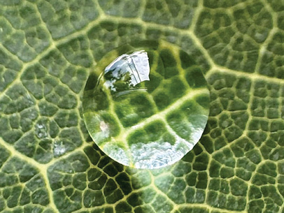 raindrop on a leaf