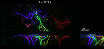 SCAPE microscopy data