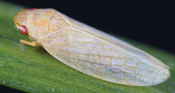 Optics & Photonics News - Backyard Insect Offers Optical Inspiration