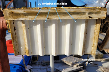 Treated glass with less biofilm growth