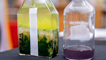 Jars of cultivated green and purple bacteria