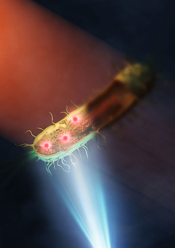 Bacterium being illuminated with mid-infrared light