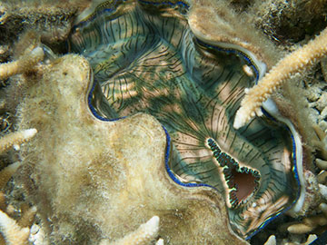 Giant Clams Offer Efficiency Clues for Biorefineries