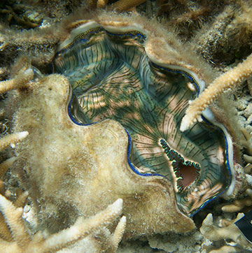 Iridescent inside of giant clam