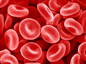 Red blood cells