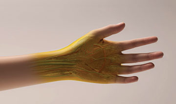 Artist rendition of transparent human arm skin