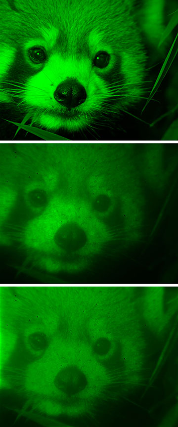 Three versions of the same image of a raccoon different image quality