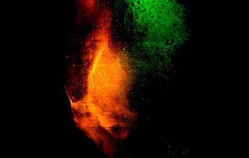 Image of green and red from a light-sheet microscope of dopaminergic transmitter inputs