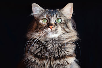 Long-haired cat with prominent eyes