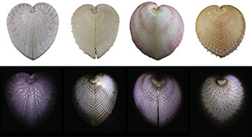 A series of heart cockle shells showing their heart shapes from the side