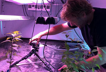 Researcher a in lab light plants under violet with