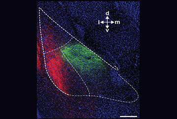 Areas of the amygdala lit up with green and red