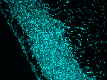 Controlling Bacteria with Light