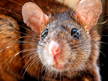 Restoring Sight in Blind Mice