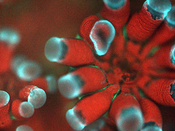 Underwater Microscope Focuses on Coral Health