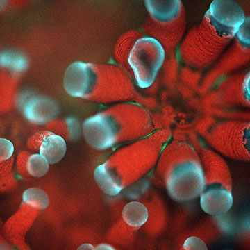 Closeup of red coral with blue tips