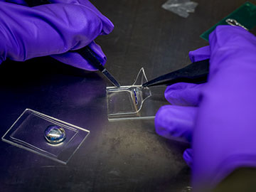 Better Performance for Stretchable OLEDs 