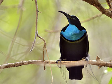 Bird-of-Paradise Inspires Ultrablack Fabric