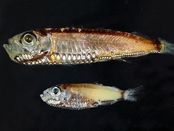 Twilight Vision Comes into Sight