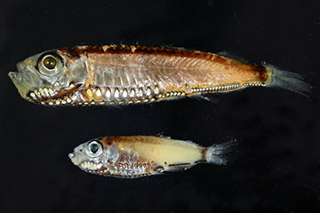 Two pearlside fish