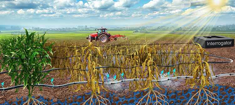 Optical-Fiber Sensors Study Soil Health