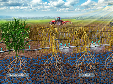 Optical-Fiber Sensors Study Soil Health
