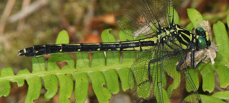 Dragonfly Vision Offers Clues for Deep-Tissue Optogenetics