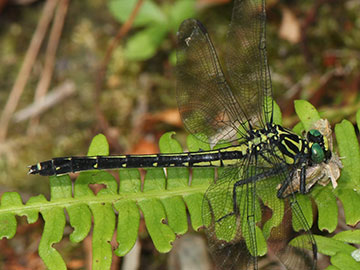 Dragonfly Vision Offers Clues for Deep-Tissue Optogenetics