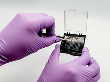 Purple-gloved hands holding a chip with tweezers