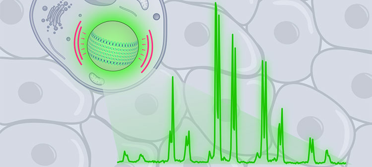 Measuring Forces Inside Living Cells