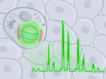 Measuring Forces Inside Living Cells