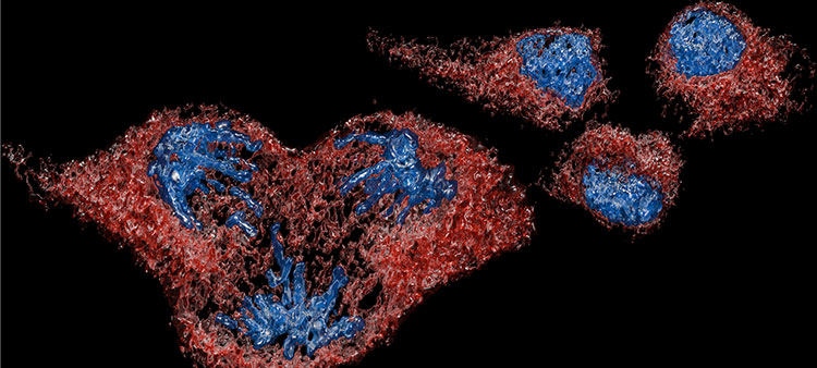 Life Under a Dozen Microscopes