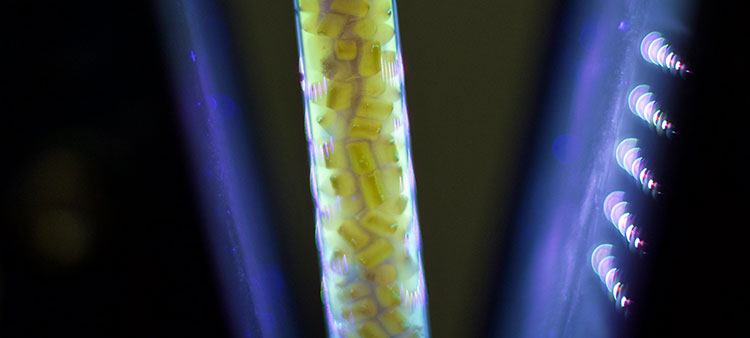 Light Makes Lignin Useful