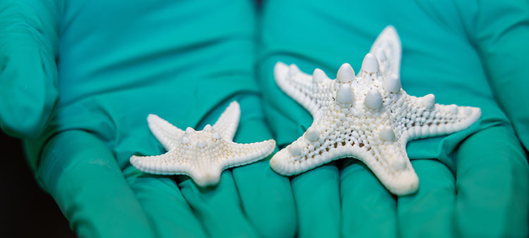 Do Sea Stars See with Their Skeletons?