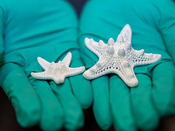 Do Sea Stars See with Their Skeletons?